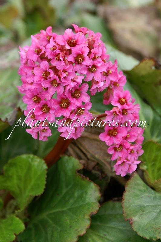 Bergenia ‘Morgenröte’