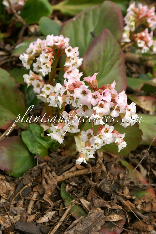 Bergenia ‘Bressingham White’