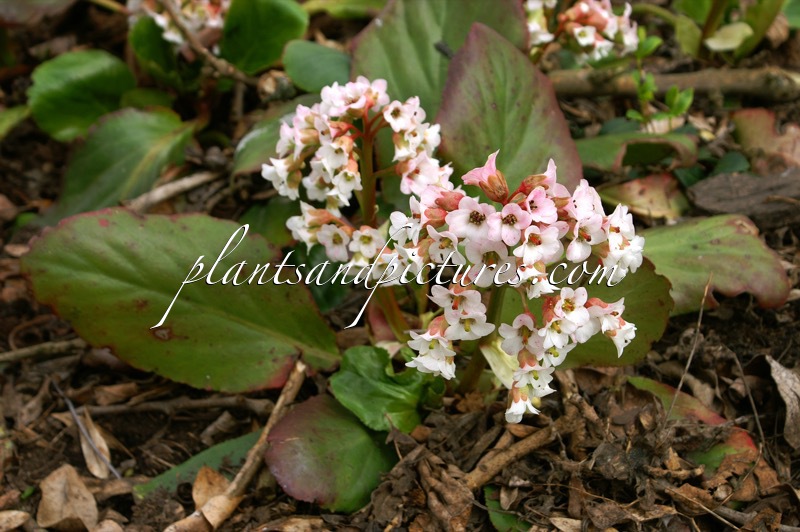 Bergenia ‘Bressingham White’