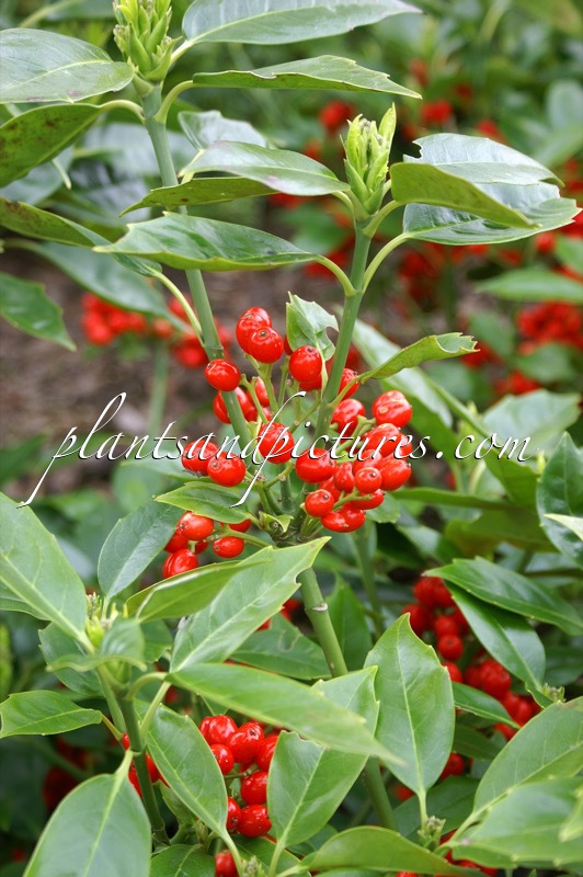 Aucuba japonica