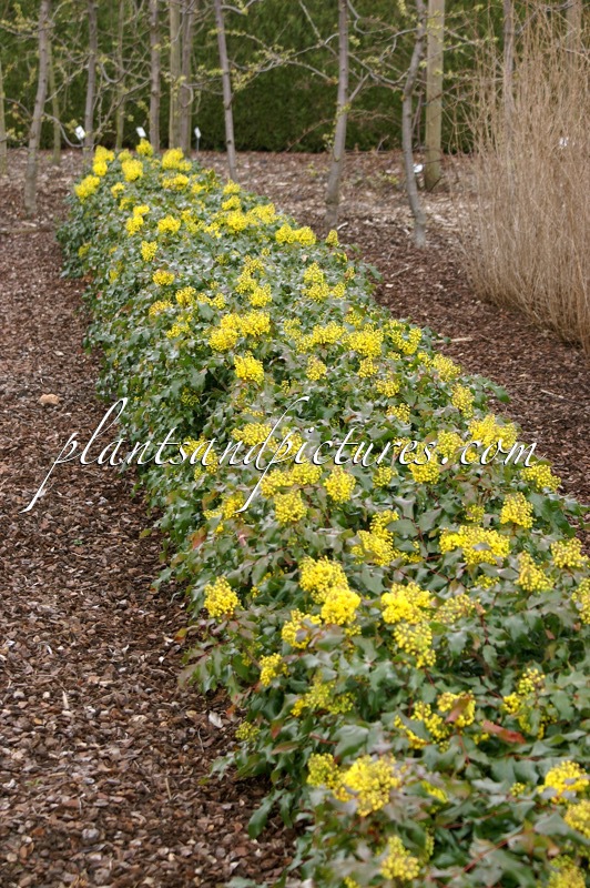 Mahonia aquifolium ‘Undulata’