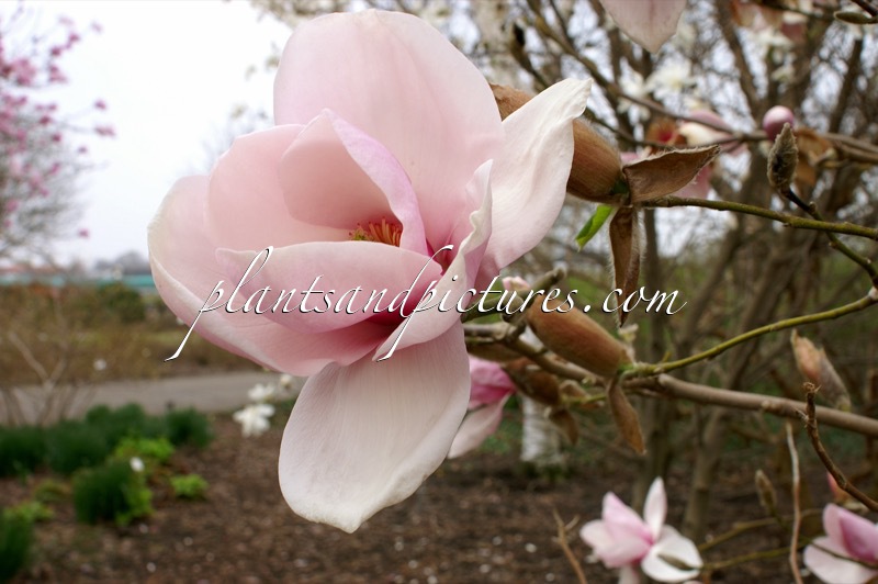 Magnolia ‘Iolanthe’