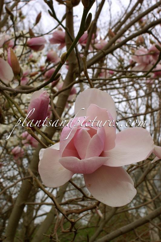 Magnolia ‘Iolanthe’