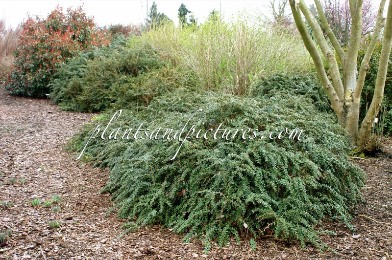 Berberis frikartii ‘Amstelveen’