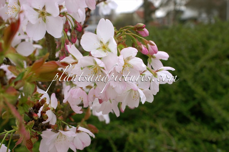 Prunus ‘Little Jeremy’