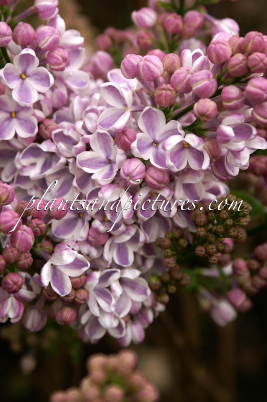 Syringa vulgaris ‘Lila Wonder’