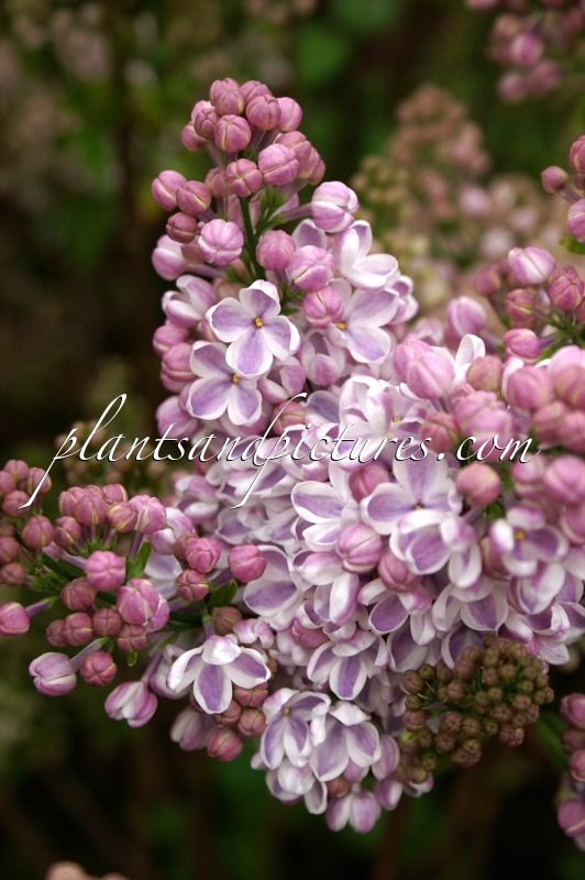 Syringa vulgaris ‘Lila Wonder’