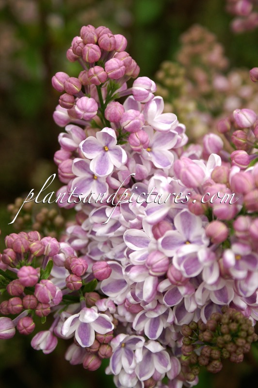 Syringa vulgaris ‘Lila Wonder’