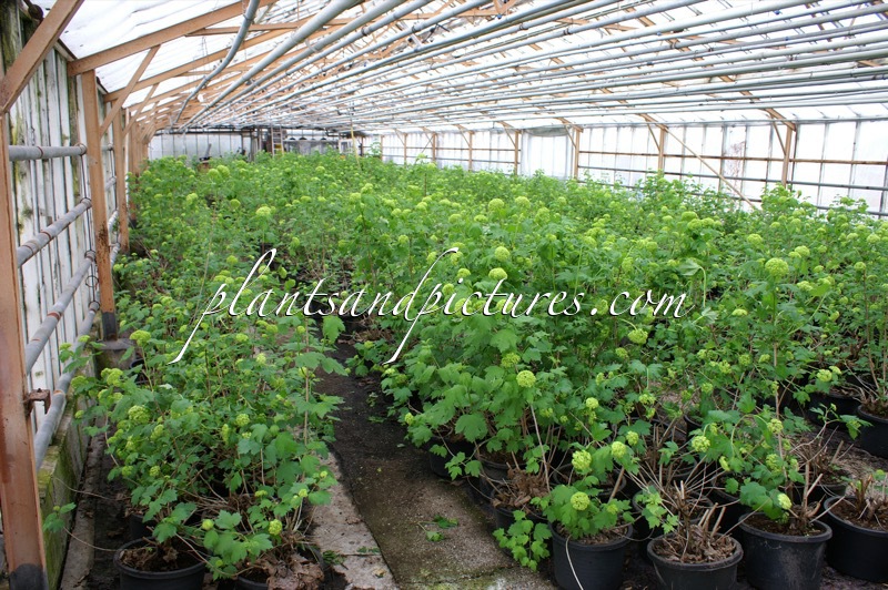 Viburnum opulus ‘Roseum’