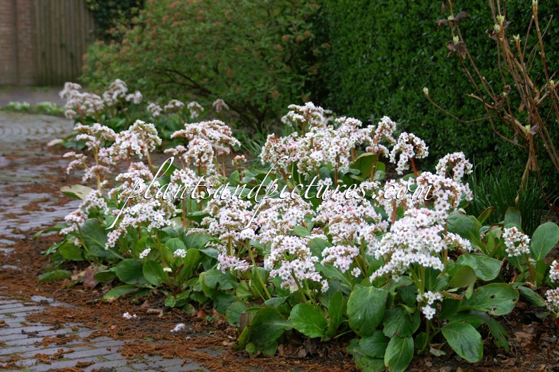 Bergenia ‘Bressingham White’