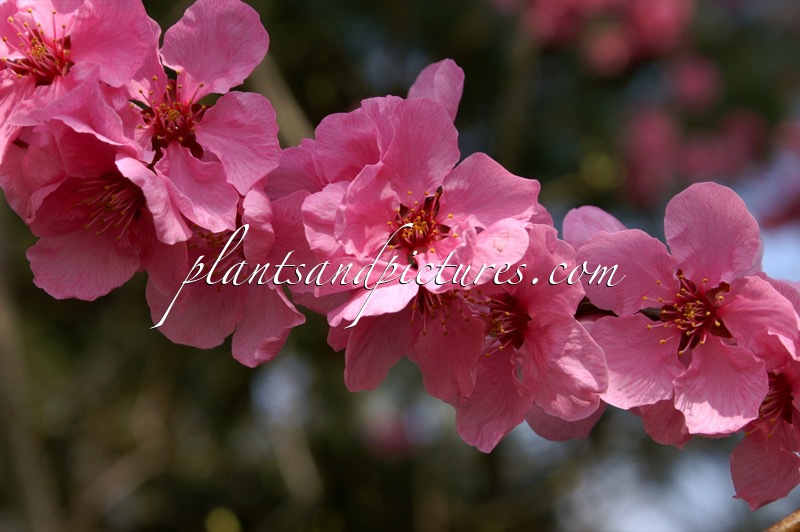 Prunus persicoides ‘Spring Glow’