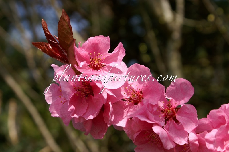 Prunus persicoides ‘Spring Glow’