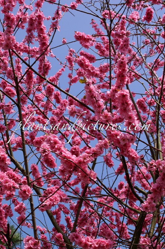 Prunus persicoides ‘Spring Glow’