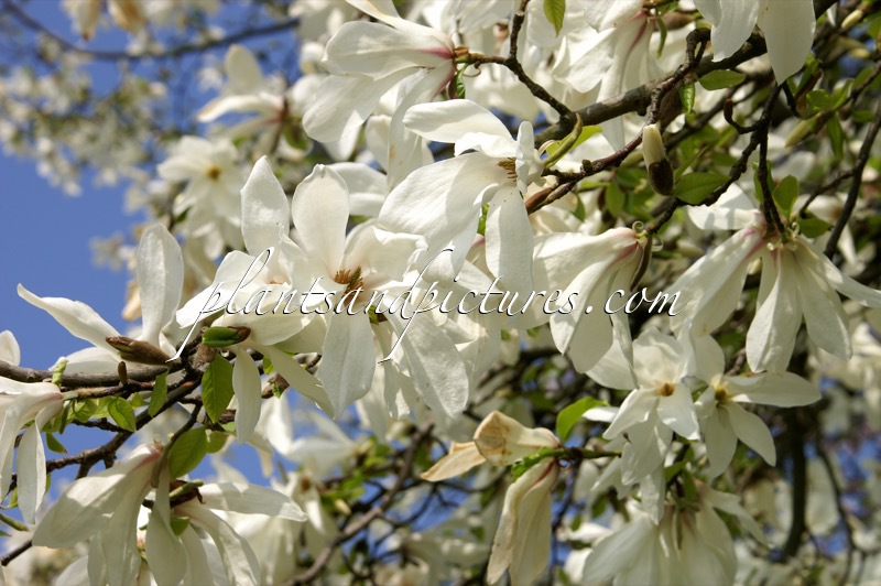 Magnolia kobus