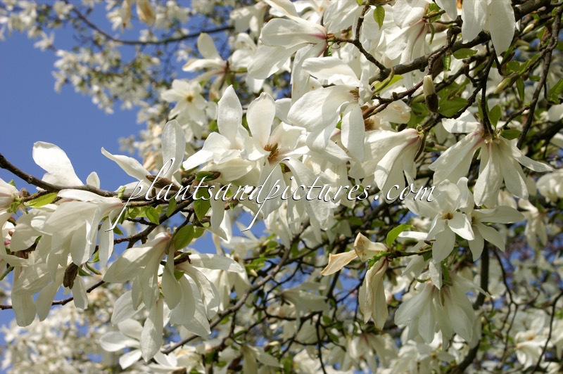 Magnolia kobus