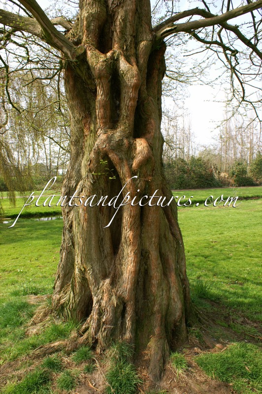 Metasequoia glyptostroboides