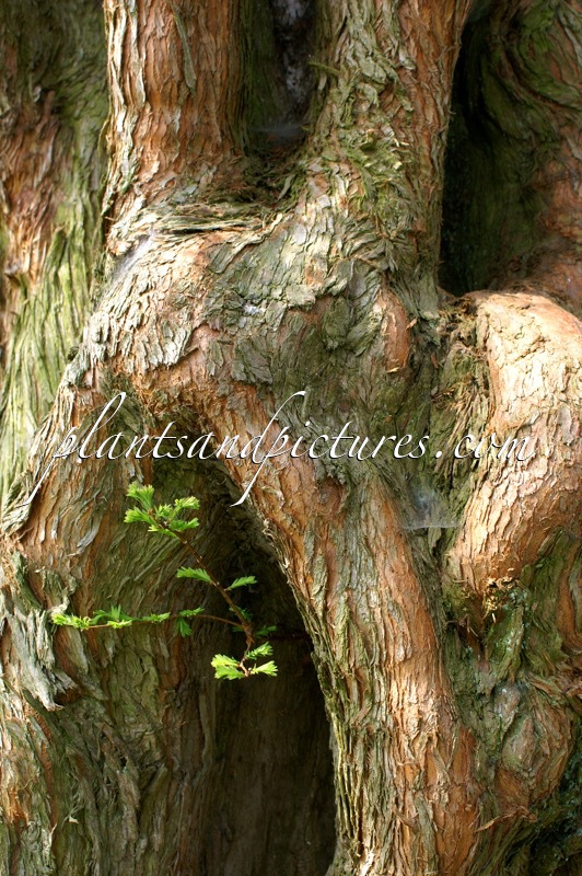 Metasequoia glyptostroboides