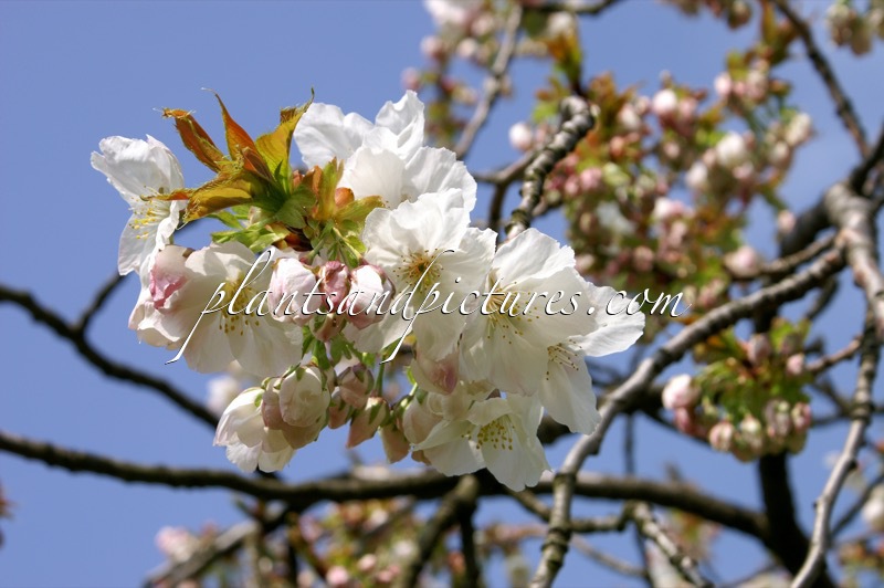 Prunus serrulata ‘Taihaku’