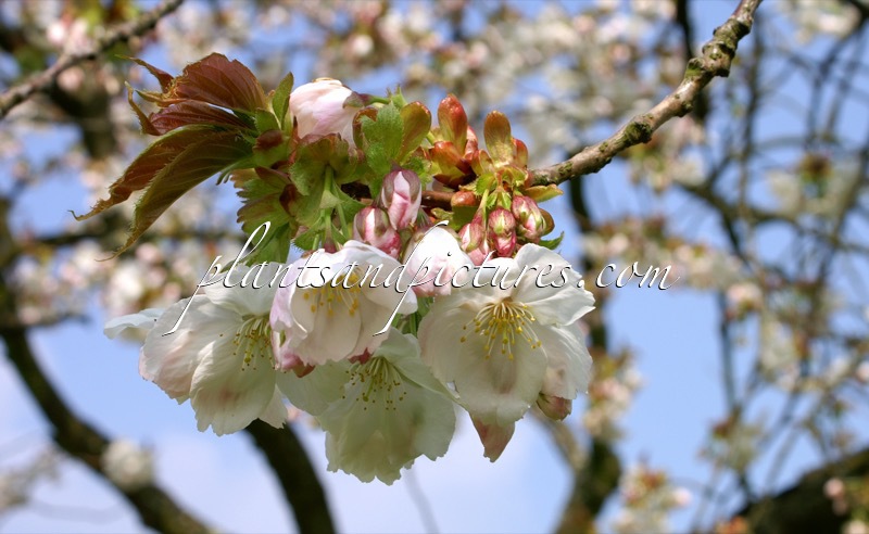 Prunus serrulata ‘Taihaku’