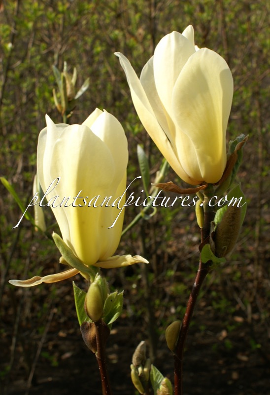 Magnolia ‘Legend’