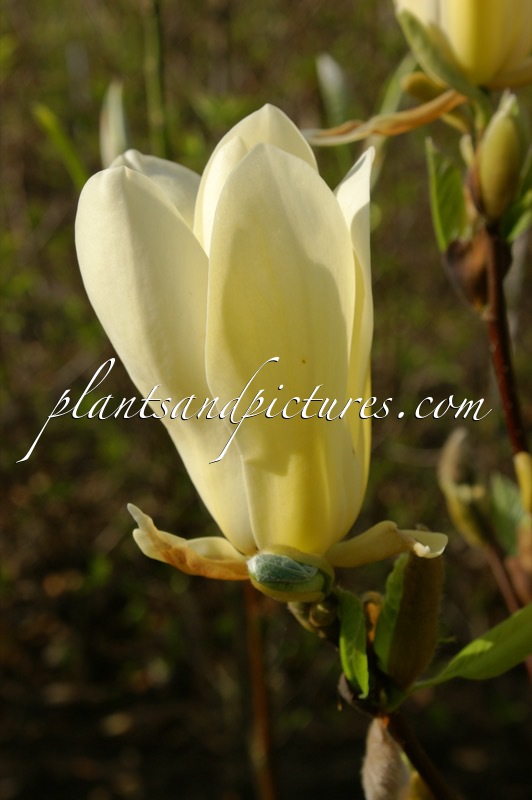 Magnolia ‘Legend’