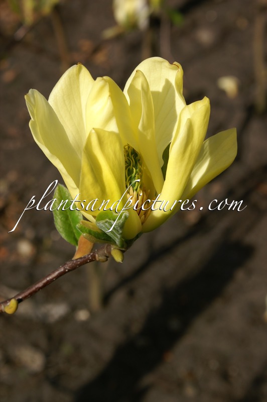 Magnolia ‘Butterflies’