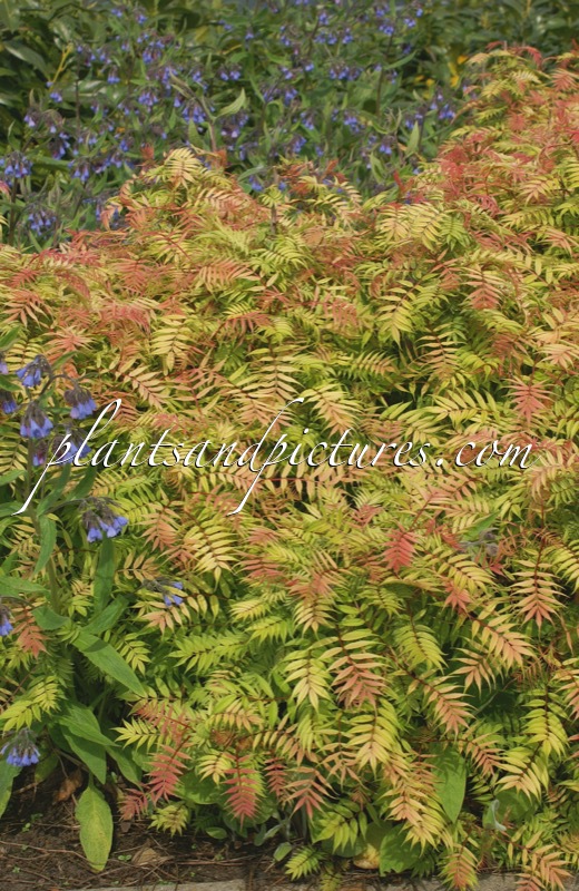 Sorbaria sorbifolia ‘Sem’