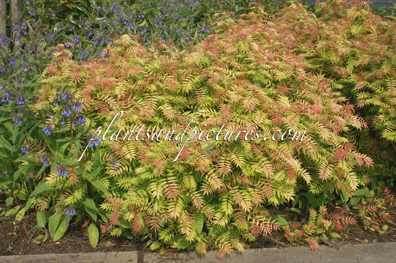 Sorbaria sorbifolia ‘Sem’