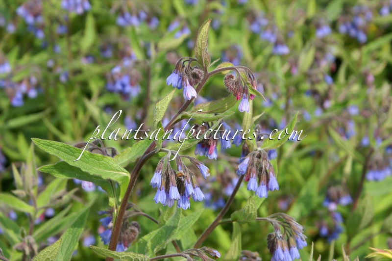 Symphytum azureum