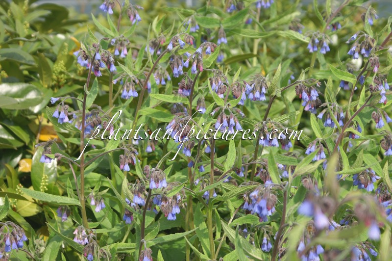 Symphytum azureum