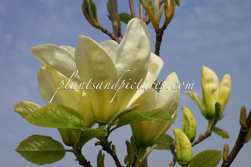 Magnolia denudata ‘Fei Huang’ (YELLOW RIVER)