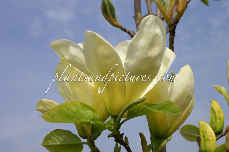 Magnolia denudata ‘Fei Huang’ (YELLOW RIVER)