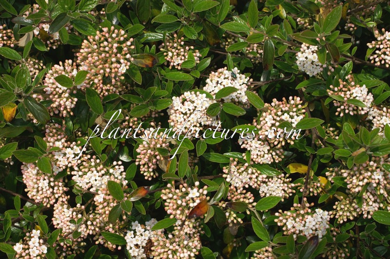 Viburnum burkwoodii ‘Conoy’