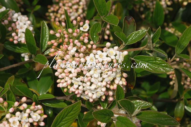 Viburnum burkwoodii ‘Conoy’