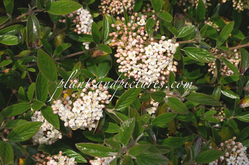 Viburnum burkwoodii ‘Conoy’
