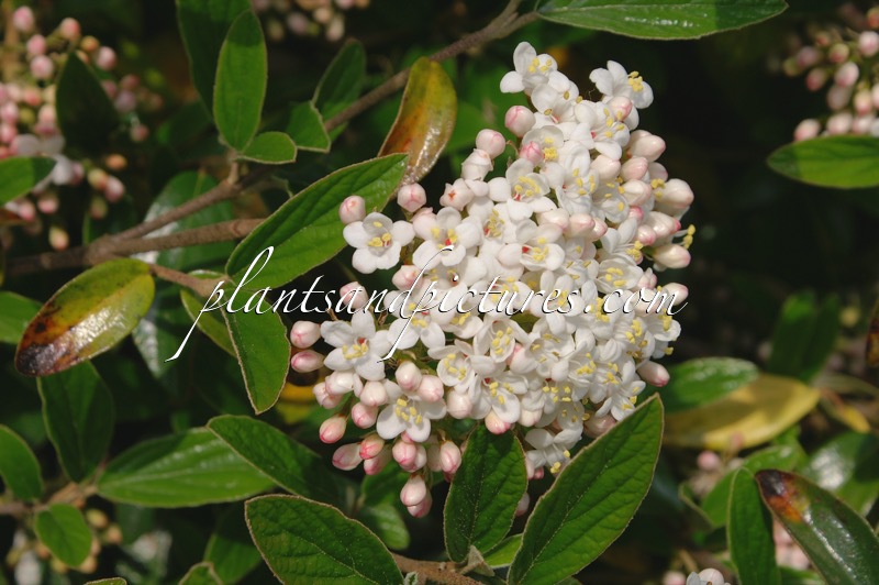 Viburnum burkwoodii ‘Conoy’