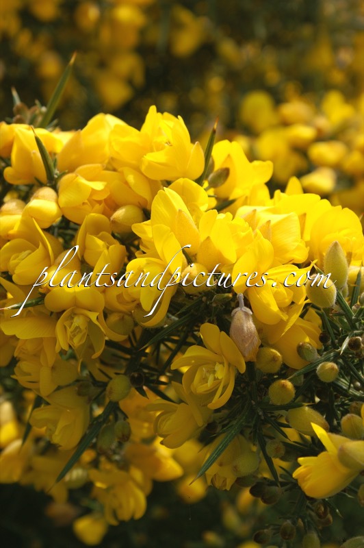 Ulex europaeus ‘Flore Pleno’