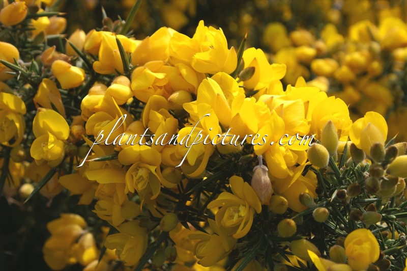 Ulex europaeus ‘Flore Pleno’