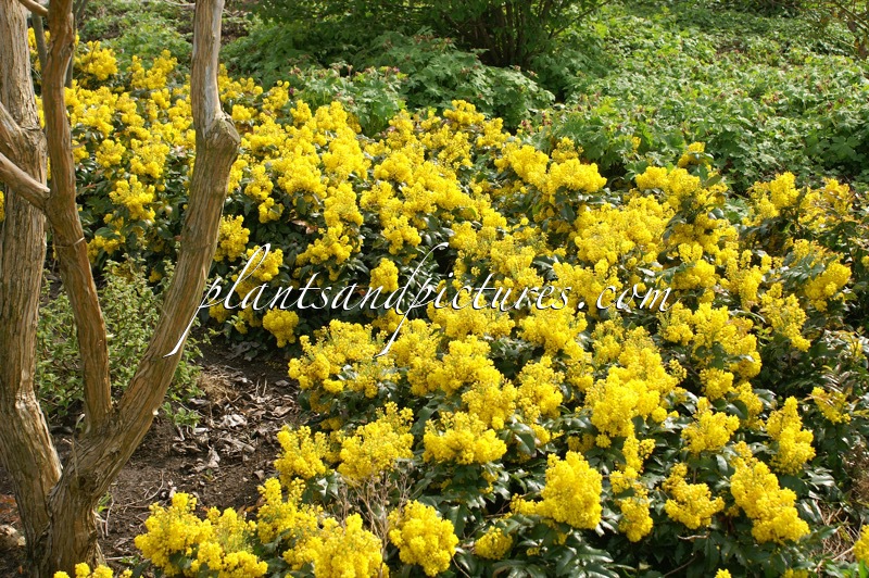 Mahonia ‘Bokrafoot’ (BLACKFOOT)