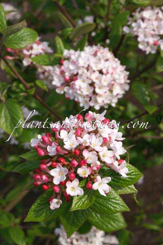 Viburnum burkwoodii ‘Mohawk’