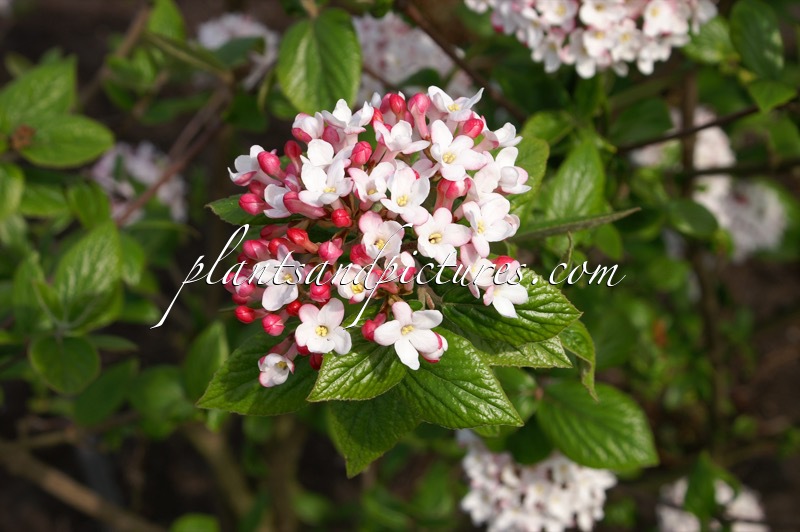 Viburnum burkwoodii ‘Mohawk’
