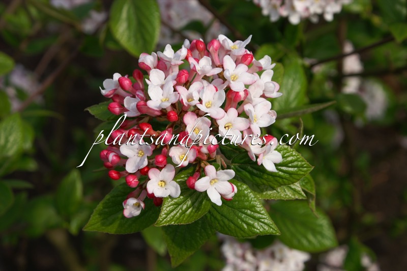 Viburnum burkwoodii ‘Mohawk’