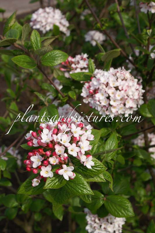 Viburnum burkwoodii ‘Mohawk’