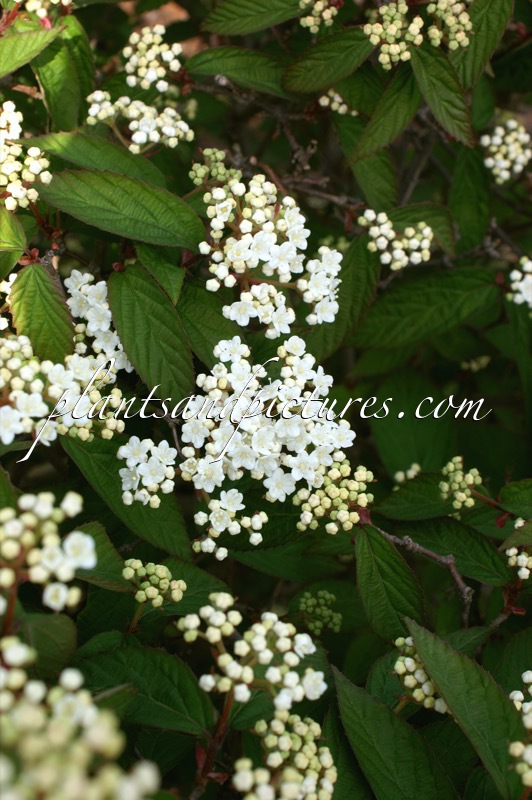 Viburnum erosum