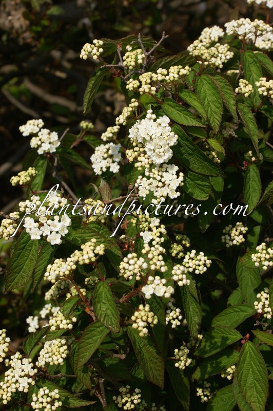 Viburnum erosum