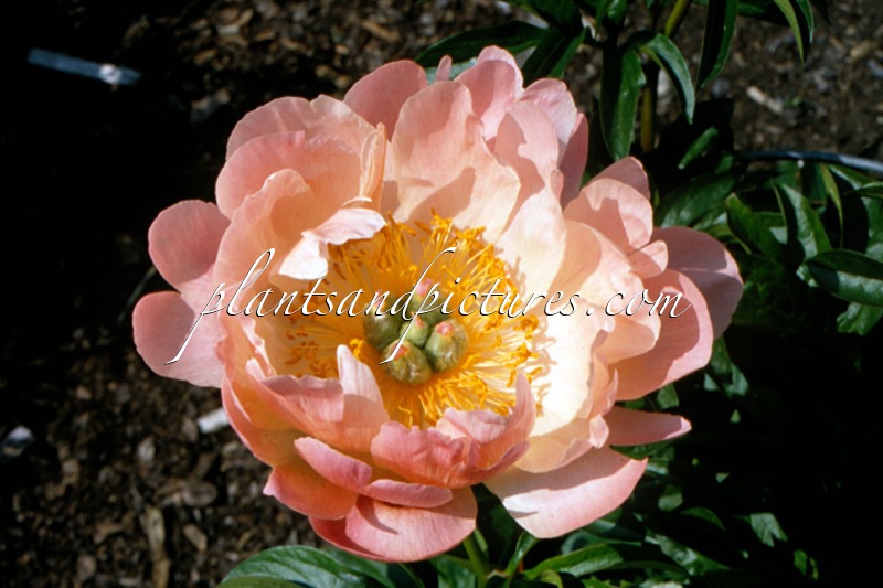 Paeonia ‘Coral Sunset’