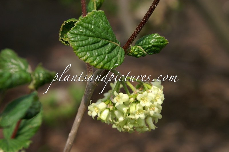 Viburnum mongolicum