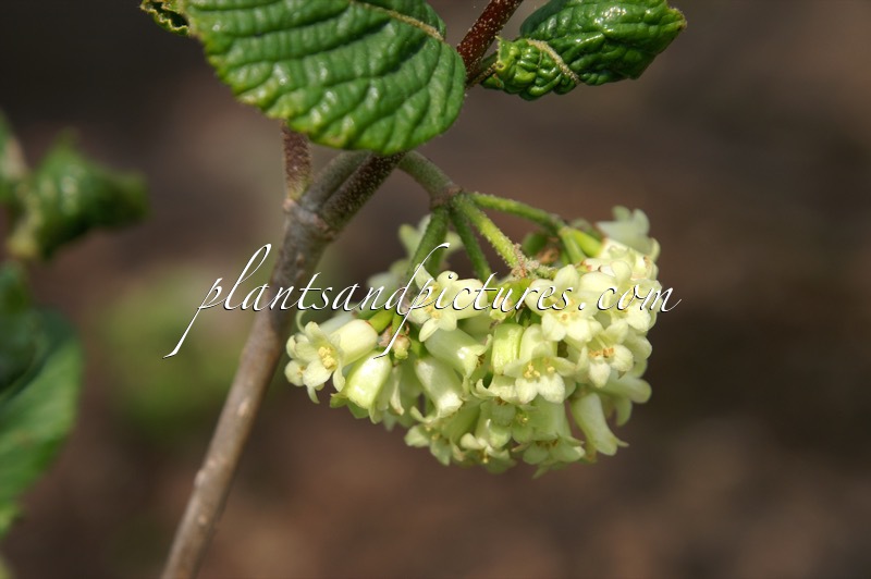 Viburnum mongolicum