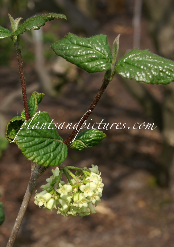 Viburnum mongolicum