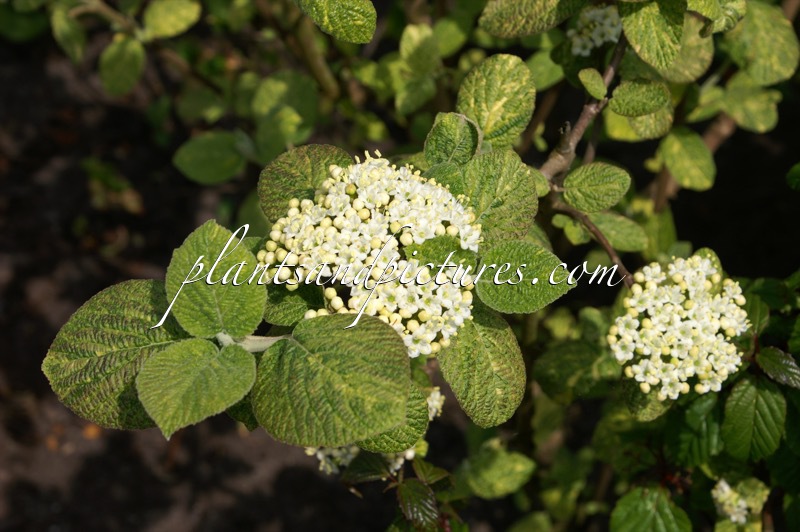 Viburnum lantana ‘Variegatum’